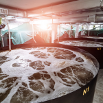 What is Biofloc Technology in Shrimp Farming?
