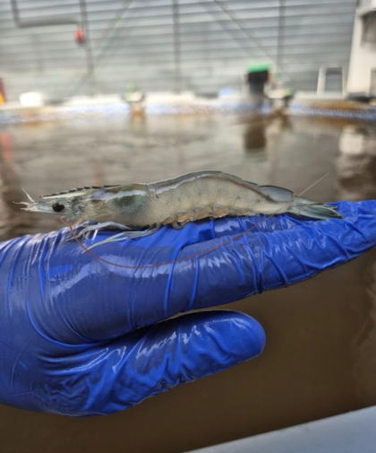 sustainable shrimp