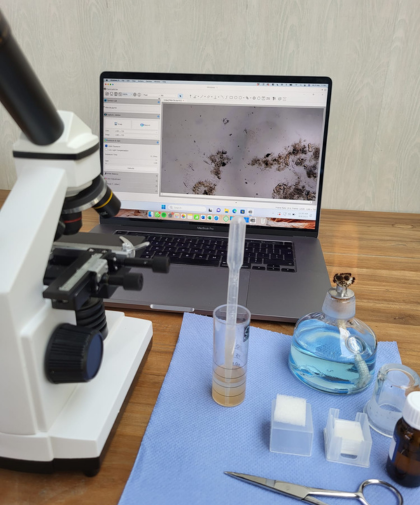 shrimp research
